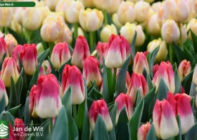 Tulipa Match ® (3)